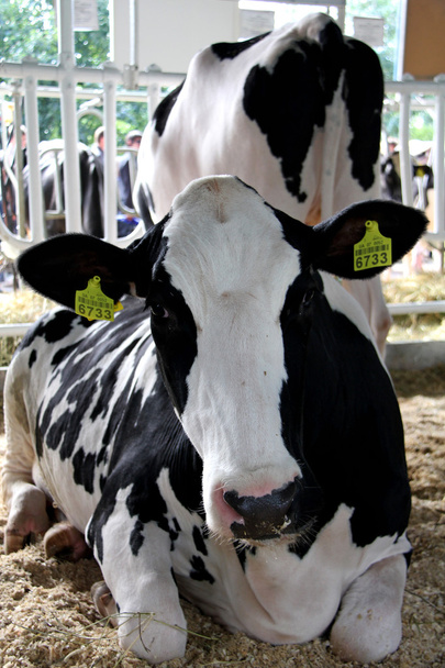 Mucche in mostra agroindustriale
 - Foto, immagini