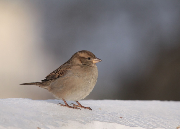 bliskie spotkanie z ptakiem wroblem zima - Zdjęcie, obraz