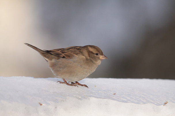 bliskie spotkanie z ptakiem wroblem nb sniegu - Foto, afbeelding