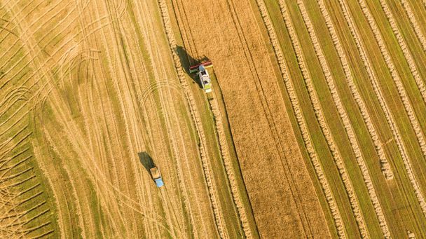 Harvester working in field and mows wheat. Ukraine. Aerial view. - Foto, Imagem