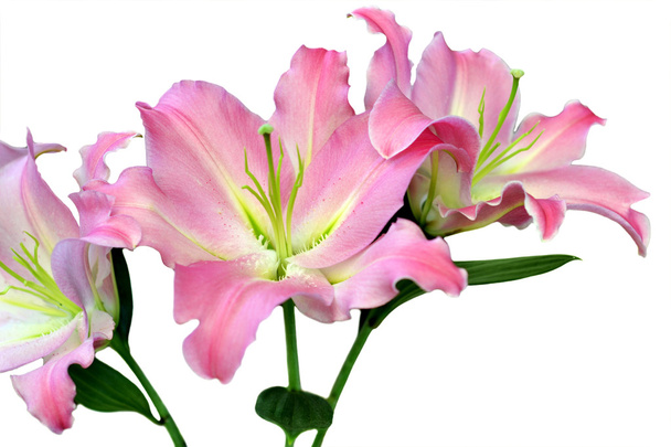 roze lelies - Foto, afbeelding