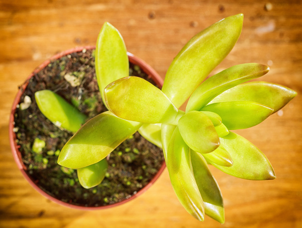 belle petite plante, succulente dans un petit pot de fleurs
 - Photo, image