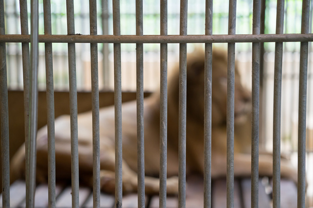León en jaula - Foto, Imagen