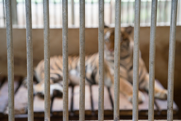 Tiger im Käfig - Foto, Bild