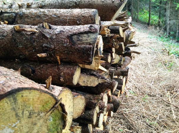 Куча дров, готовых к зиме - ландшафтный экстерьер - Фото, изображение