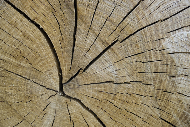 Détail d'un tronc d'arbre coupé
 - Photo, image