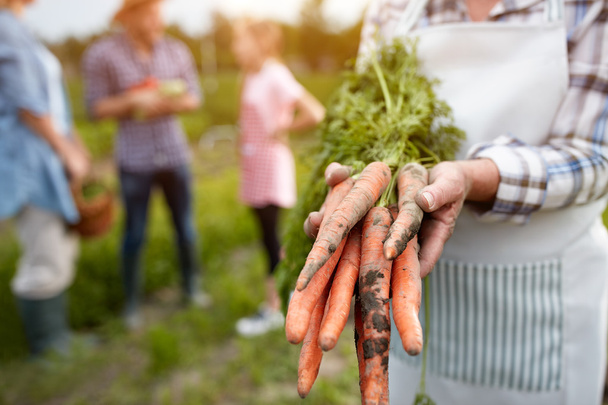 Close up of old hands holding carrots  - Фото, изображение