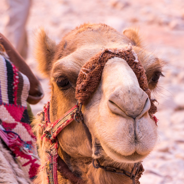Divertente cammello nell'antica città di Petra in Giordania
 - Foto, immagini
