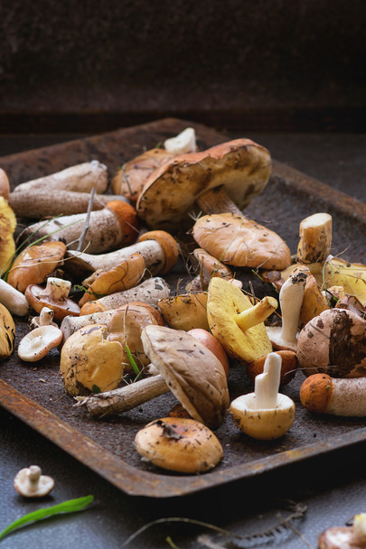 Variety of forest mushrooms - Фото, изображение