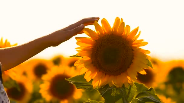 Mädchen streichelt eine goldene Sonnenblume - Filmmaterial, Video
