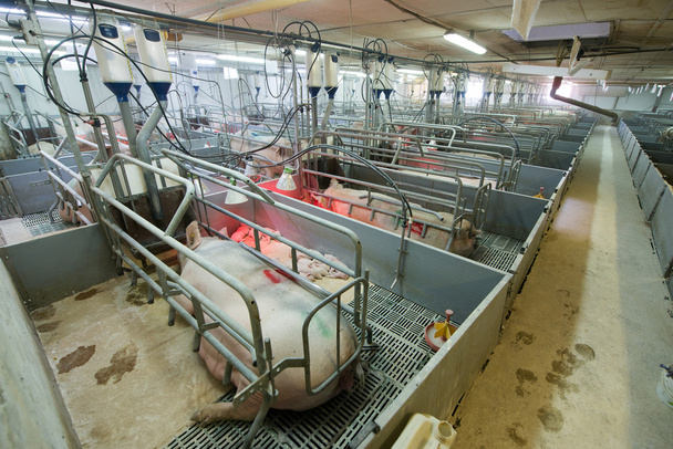 Pigs af a factory - Photo, Image