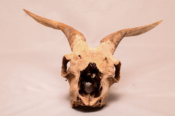 Dry Goat Skull with Big - Photo, Image
