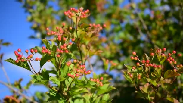 Ripening arrowwood berries on background of blue sky - Footage, Video