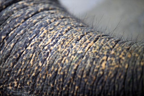 Tronco do elefante
 - Foto, Imagem