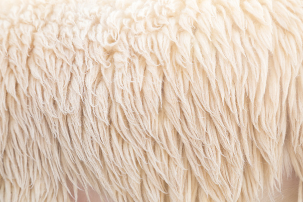 laine fond mouton, Toison
 - Photo, image