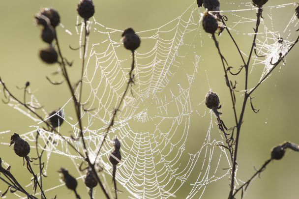 La tela de araña en el prado
 - Foto, Imagen