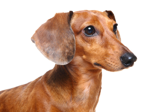 коричневий коротке волосся такса собака
 - Фото, зображення