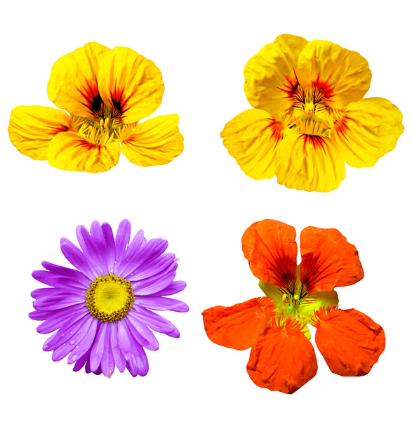barevné světlé květy izolovaných na bílém pozadí - Fotografie, Obrázek