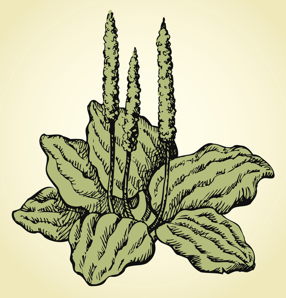 Vector line drawing of plantain - Vector, Image