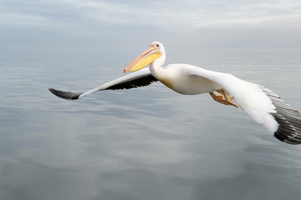 büyük beyaz Pelikan - Fotoğraf, Görsel