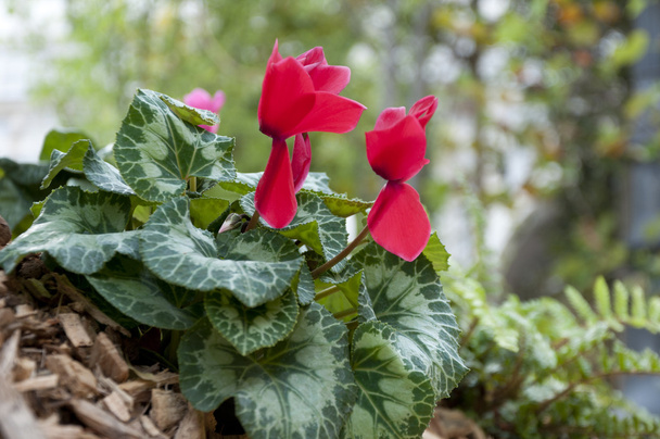 beautiful red flower cyclamen - Photo, Image