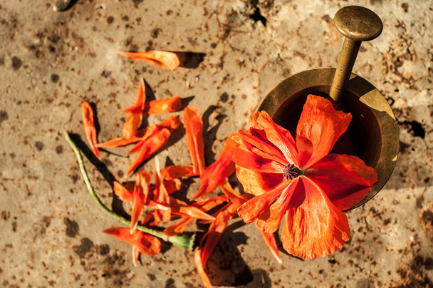 Klaproos bloem in een mortier voor het slijpen van de Papaver - Foto, afbeelding