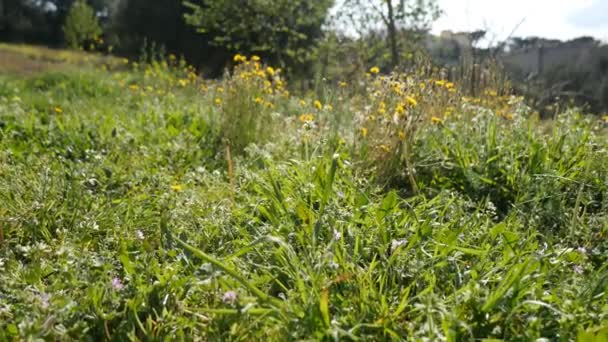 grama com abelhas no campo
 - Filmagem, Vídeo