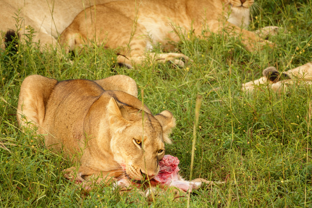 A lion feeds on a freshly killed antelope. - Photo, Image
