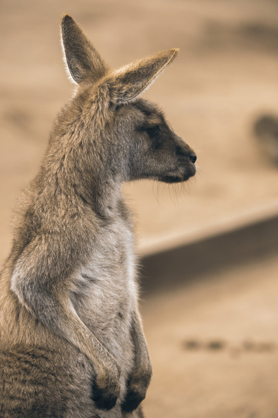 Marsupialイメージ 写真素材との写真marsupial
