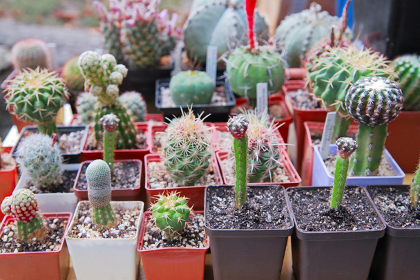 Cactus fioriti in vaso
 - Foto, immagini