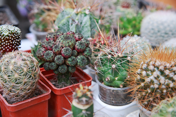 cactus in vaso
 - Foto, immagini