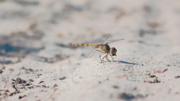 Крупним планом dragonfly жере, повільний рух - Кадри, відео