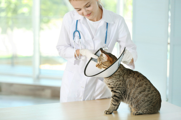 Veterinarian doctor and cat - Photo, Image