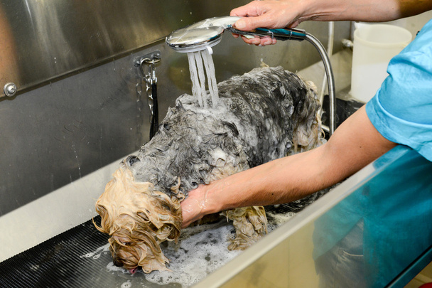 Coiffeur canin dans une clinique de beauté avec chien
 - Photo, image
