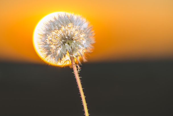 Dandelions in a field in the rays of dawn. - Photo, Image