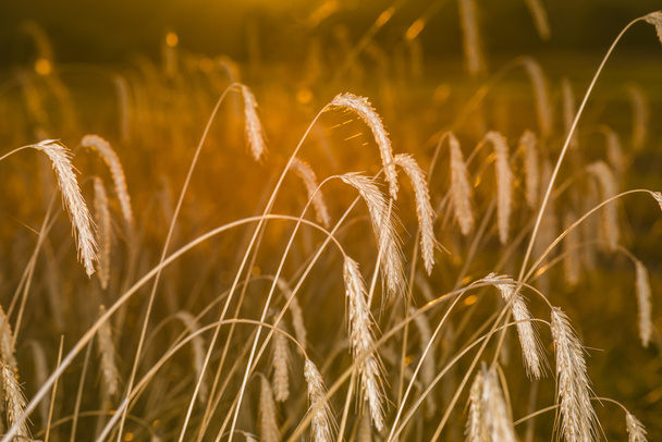 Spikelets of wheat in the rays of dawn. - Fotografie, Obrázek