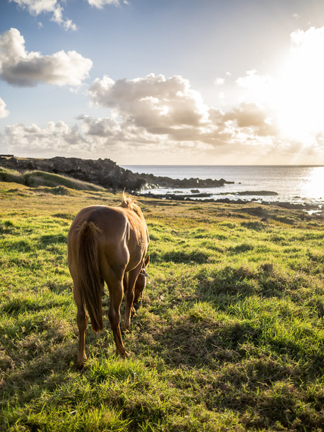 Západ slunce s koněm - Fotografie, Obrázek