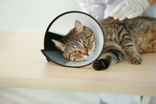 Ветеринарний лікар з кішкою
 - Фото, зображення