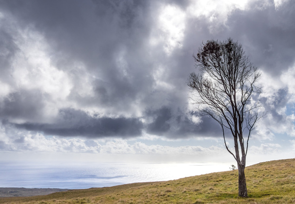 der Baum und der Sturm - Foto, Bild