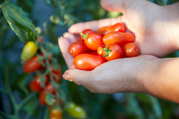 Mano de una mujer sosteniendo tomates frente a una planta de tomate
 - Foto, Imagen