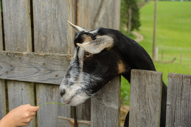 Goat looking over fence - Photo, Image