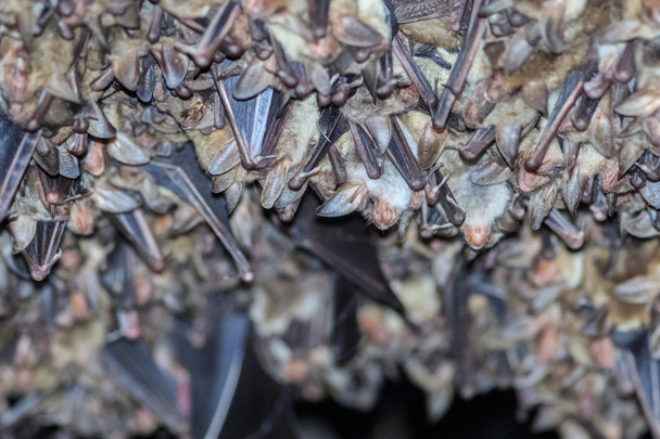Grupos de murciélagos dormidos en cueva
 - Foto, imagen