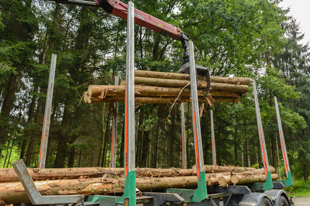 Laden van Bloch hout naar hout vervoer - Foto, afbeelding
