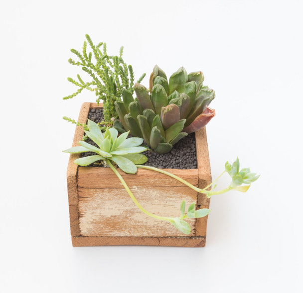 Varietà di piante poco succulente in vaso di legno
 - Foto, immagini