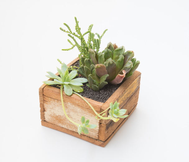 Variety of little Succulents plant in wooden pot - Foto, imagen