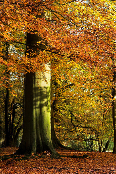 Big trunk in the fall - Fotoğraf, Görsel