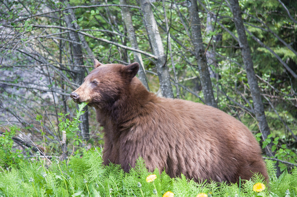 Бурый медведь - Фото, изображение