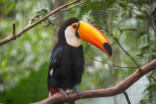 Exotické Tukan brazilský ptáka v přírodě do Foz do Iguaçu, Paraná, Brazílie. - Fotografie, Obrázek