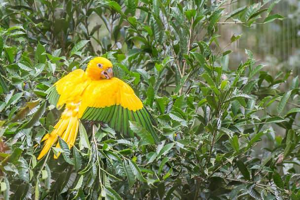 Golden conure parrot (Guaruba guarouba) at the Parque das Aves - Photo, Image