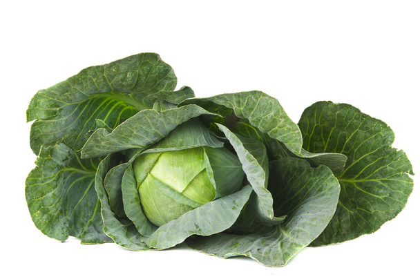 Cabbage isolated - Photo, Image
